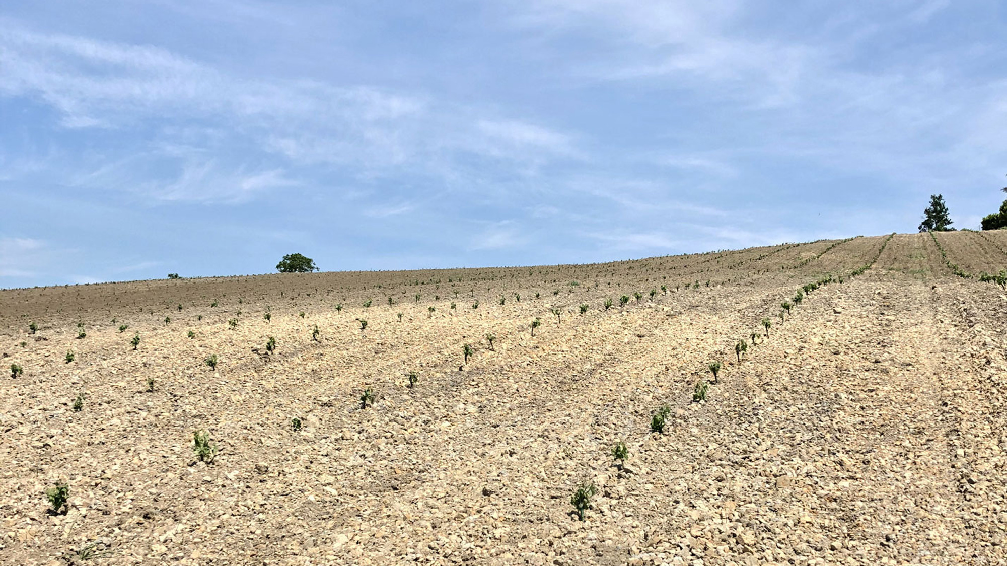 Calcareous-clay soil and young Timorasso vines, Colli Tortonesi terroir