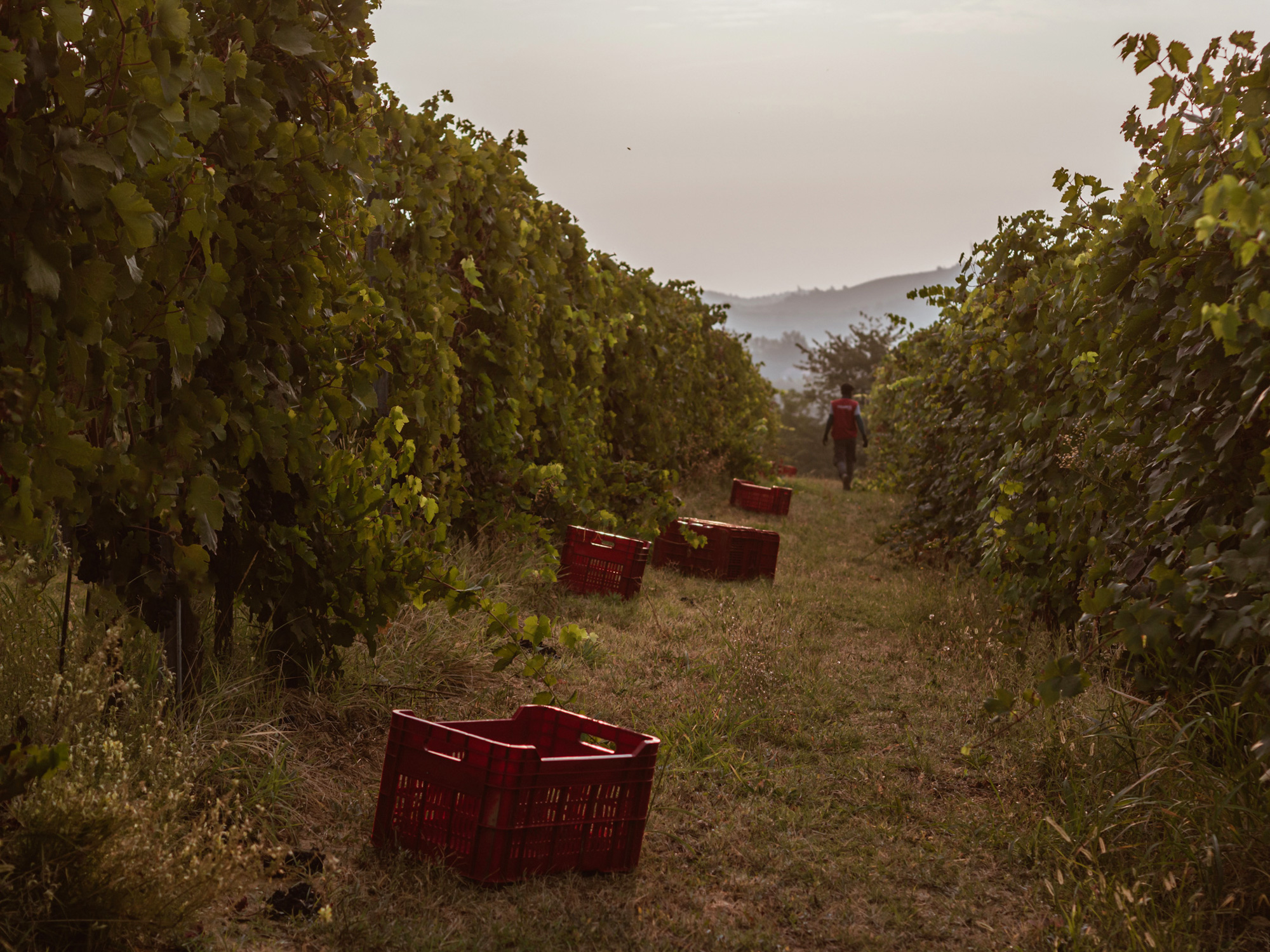 harvest in Colli Tortonesi, photography by Sogand Nobahar